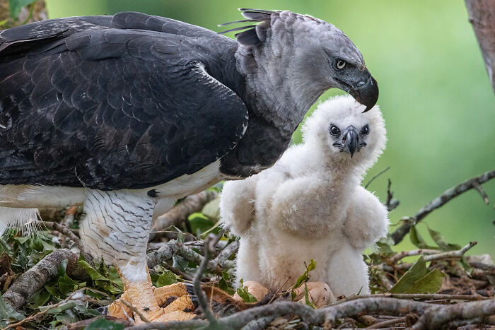 Harpy Eagle And Chick: Daddy’s Watching While Baby Learns To Fly