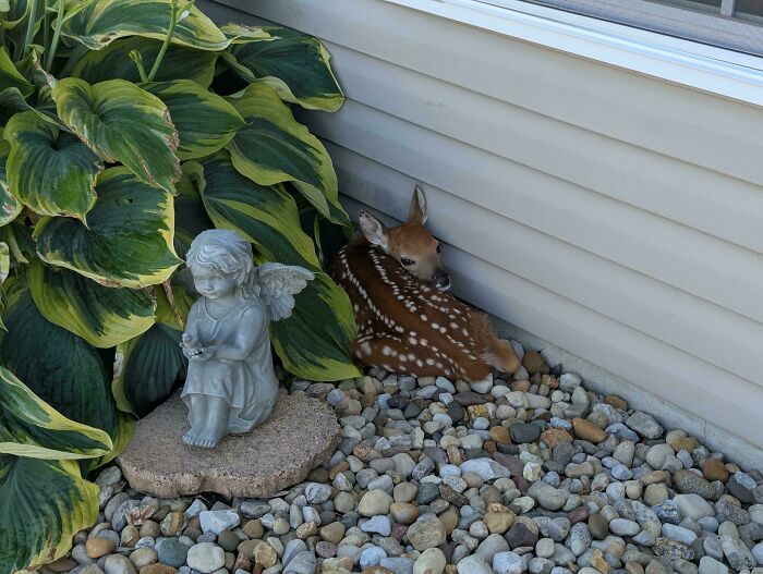 Baby Fawn Gets Nighttime Eats From Mama—Garden Cutie Alert!