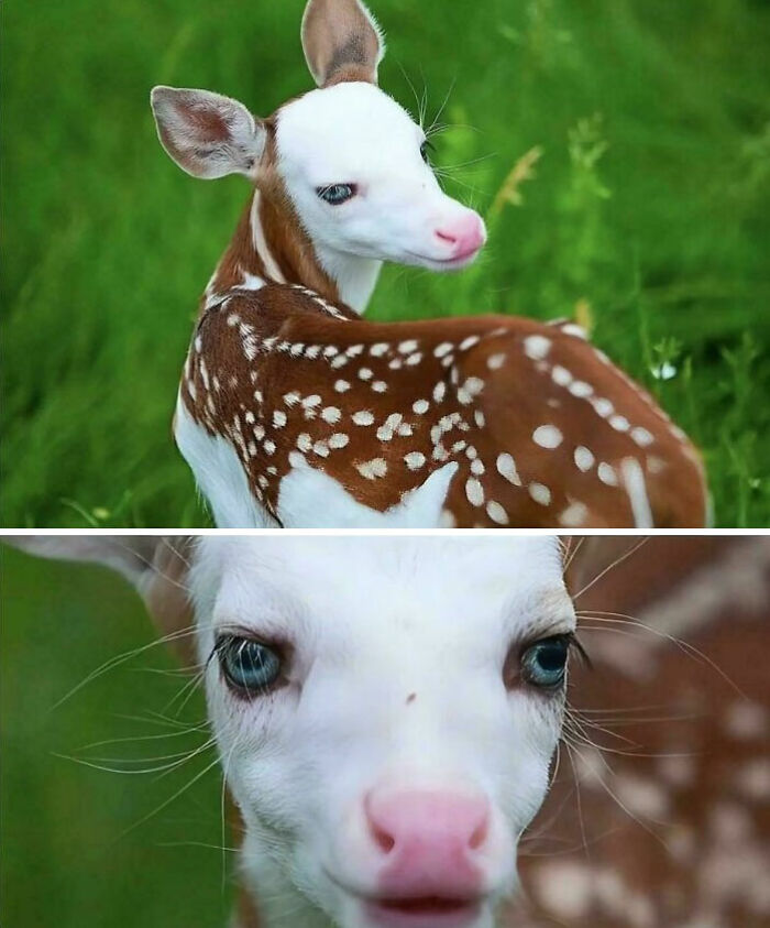 Dragon: Rare Deer In Michigan That Obviously Belongs In A Fantasy Movie