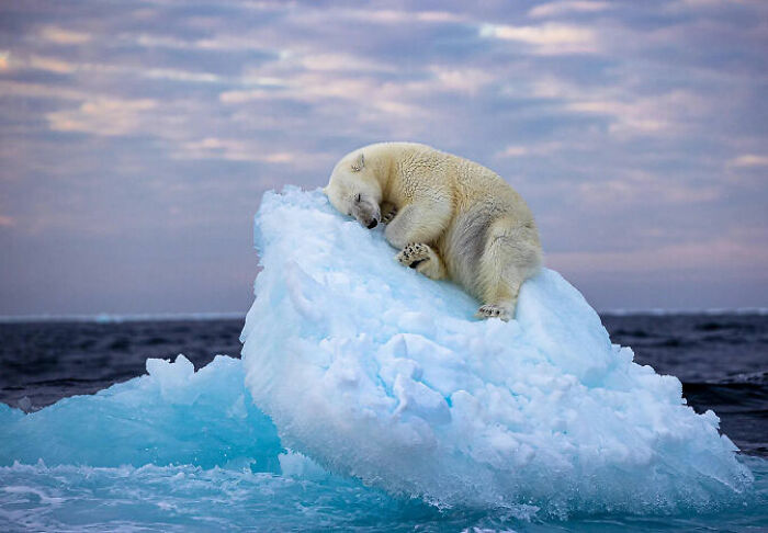 Polar Bear Taking A Power Nap On A Tiny Iceberg In Norway’s Arctic
