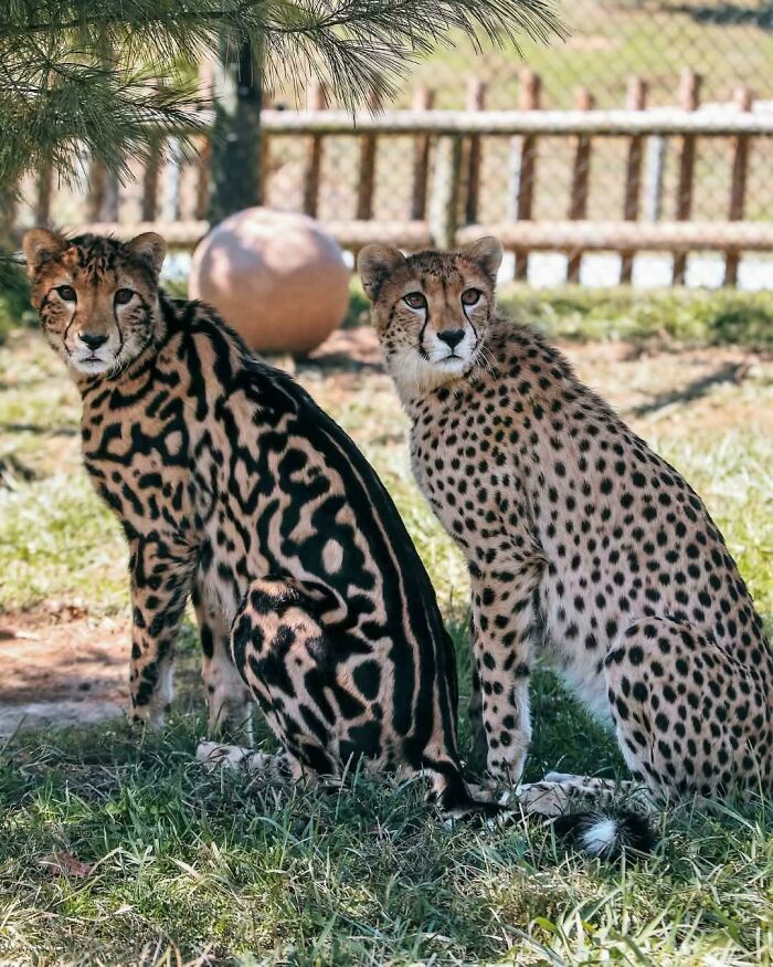 Meet The Super Rare King Cheetah Hanging Out With Its Spotty Cousin