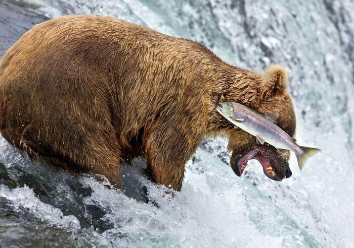 One Finalist From Wildlife Comedy Photography Awards That’s Seriously Hilarious