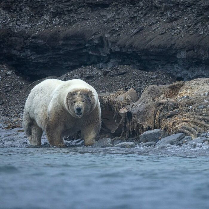 Massive Polar Bear Spotted Munching On Whale Carcass In Norway