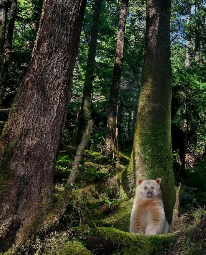 A Mysterious Ghost Bear Pulled Out Of The Shadows