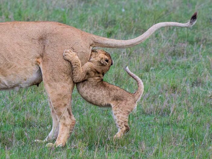 Unseen Gems From The 2025 Comedy Wildlife Awards
