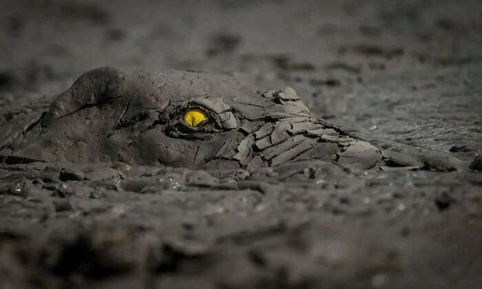 Under The Mud: Crocodile’s Yellow Eye Staring Back Like A Boss