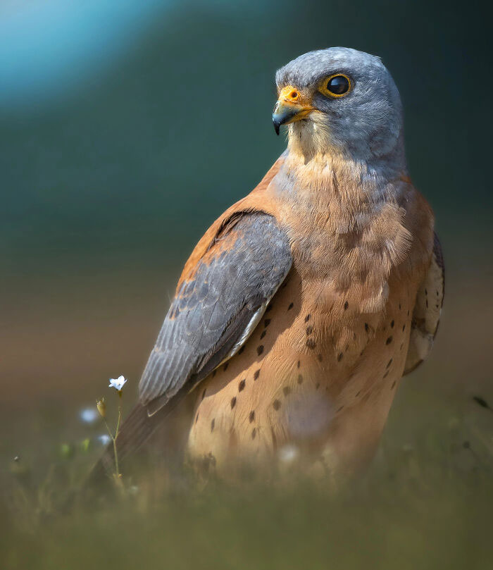 Up Close And Beautiful: A Lesser Kestrel Taking Flight