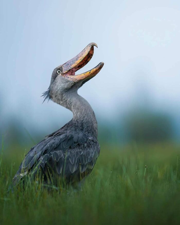 The Dinosaur-Looking Shoebill Stork Strutting Its Stuff In Uganda