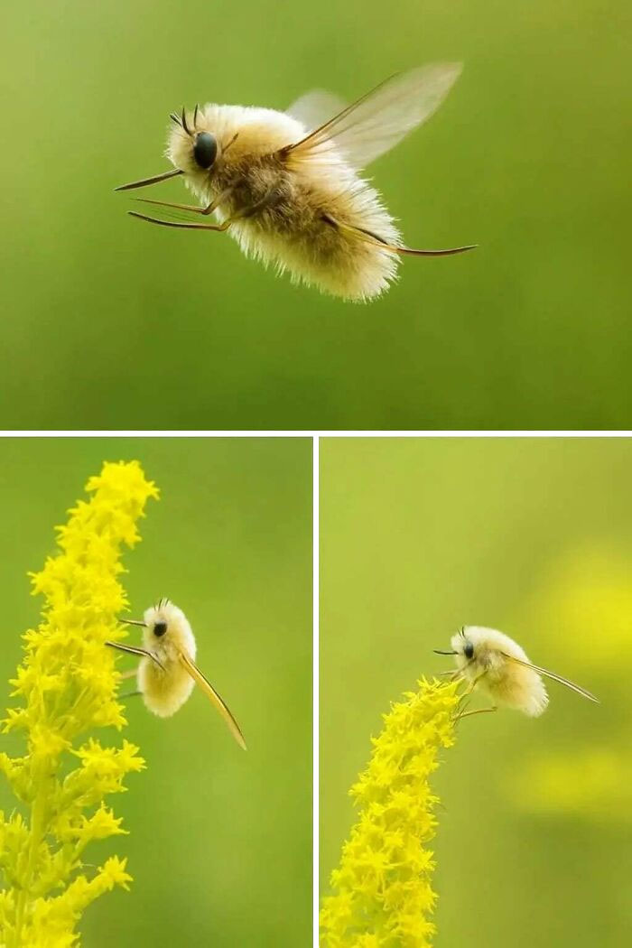 Japanese Bee Fly That Inspired The Pokémon Cutiefly—Real Life Cute!