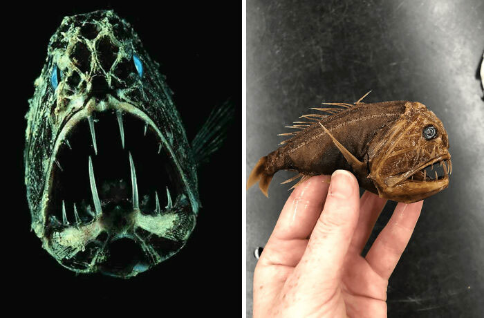 The REAL Sizes Of Deep-Sea Fish Revealed—Prepare To Be Shocked!