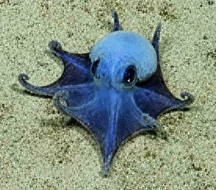 Tiny Blue Octopus Discovered In The Galápagos—Size Of A Golf Ball!