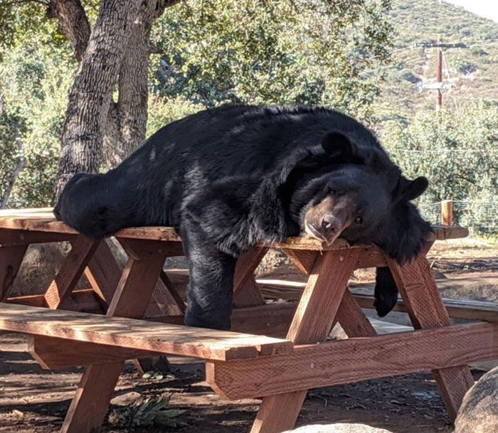 Chill Black Bear Lounging On A Picnic Table—Got Snacks?