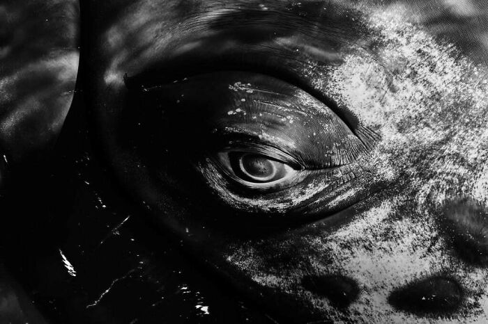 16 Ocean Photographer Shots From 2025 That Are Almost Too Stunning To Handle