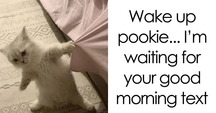 These 77 Cat Memes Are Basically Your New Happy Place