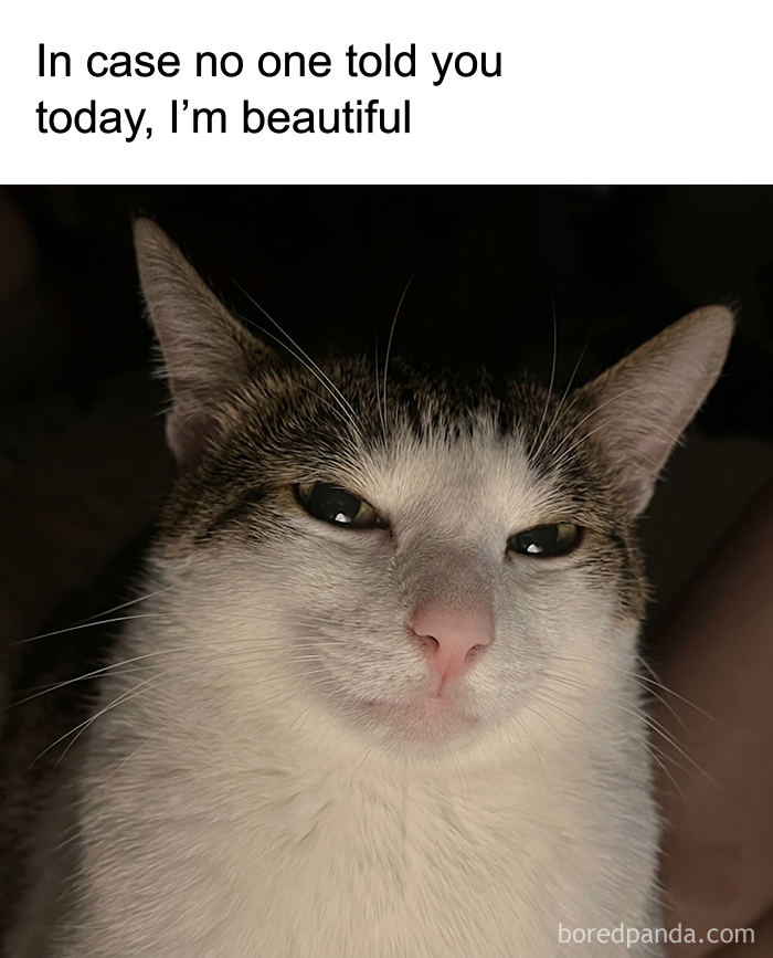These 77 Cat Memes Are Basically Your New Happy Place