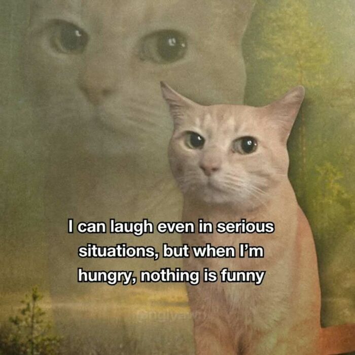 These 77 Cat Memes Are Basically Your New Happy Place