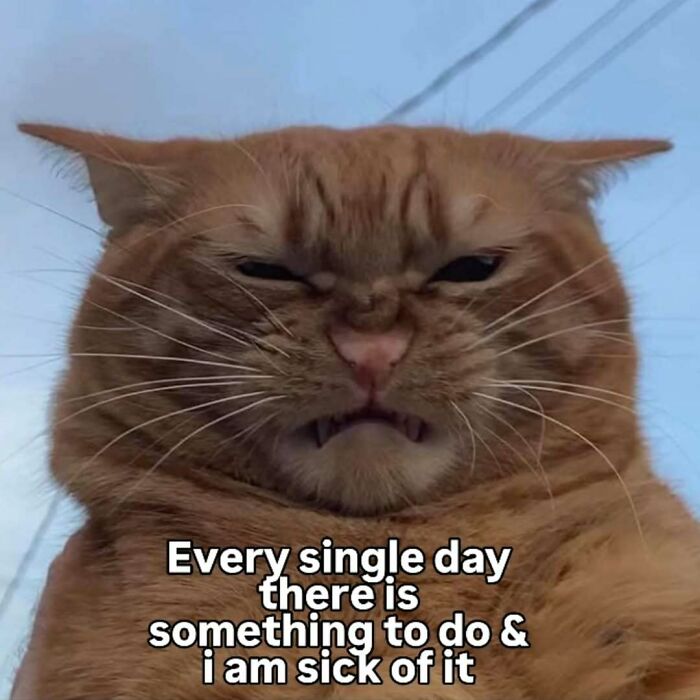 These 77 Cat Memes Are Basically Your New Happy Place