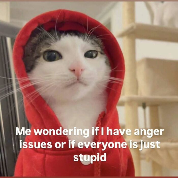 These 77 Cat Memes Are Basically Your New Happy Place