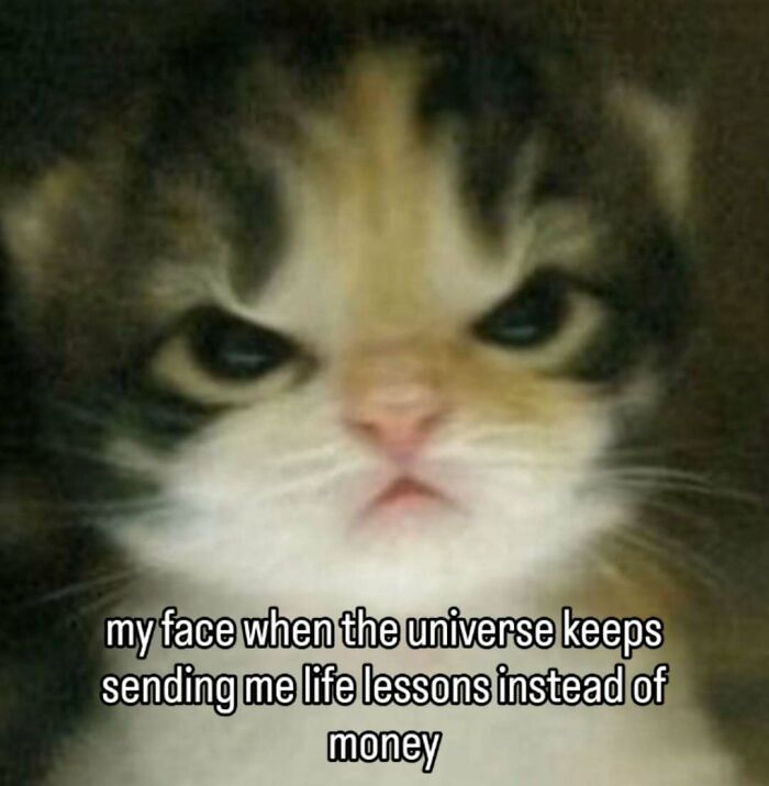 These 77 Cat Memes Are Basically Your New Happy Place