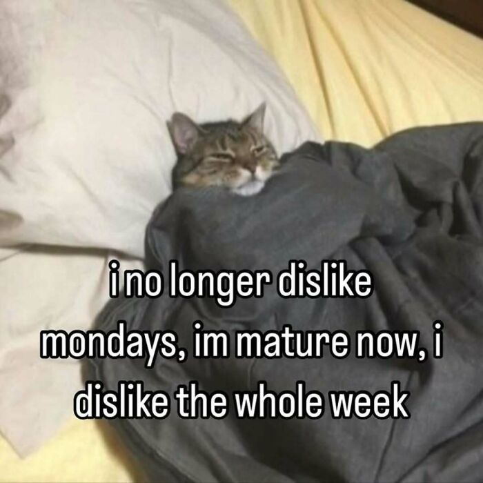 These 77 Cat Memes Are Basically Your New Happy Place