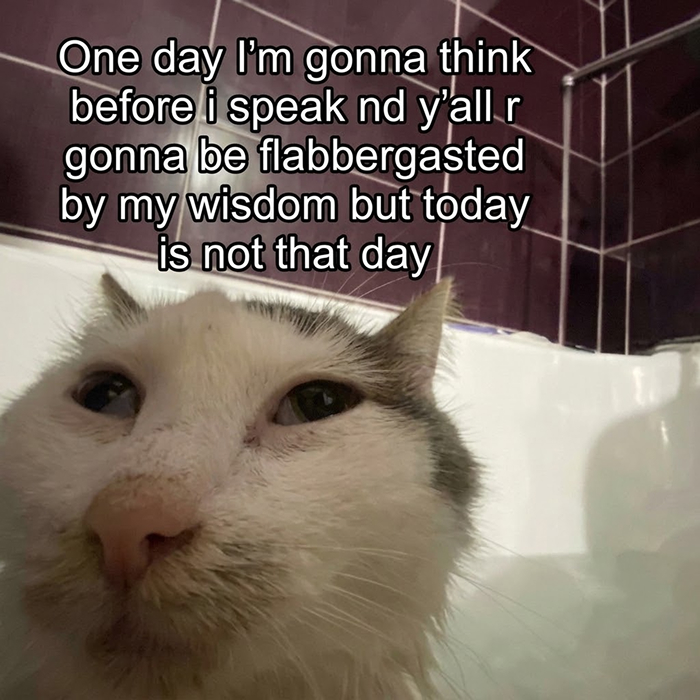 These 77 Cat Memes Are Basically Your New Happy Place