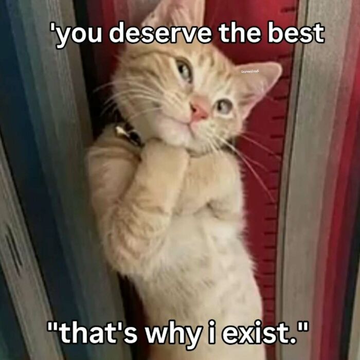These 77 Cat Memes Are Basically Your New Happy Place