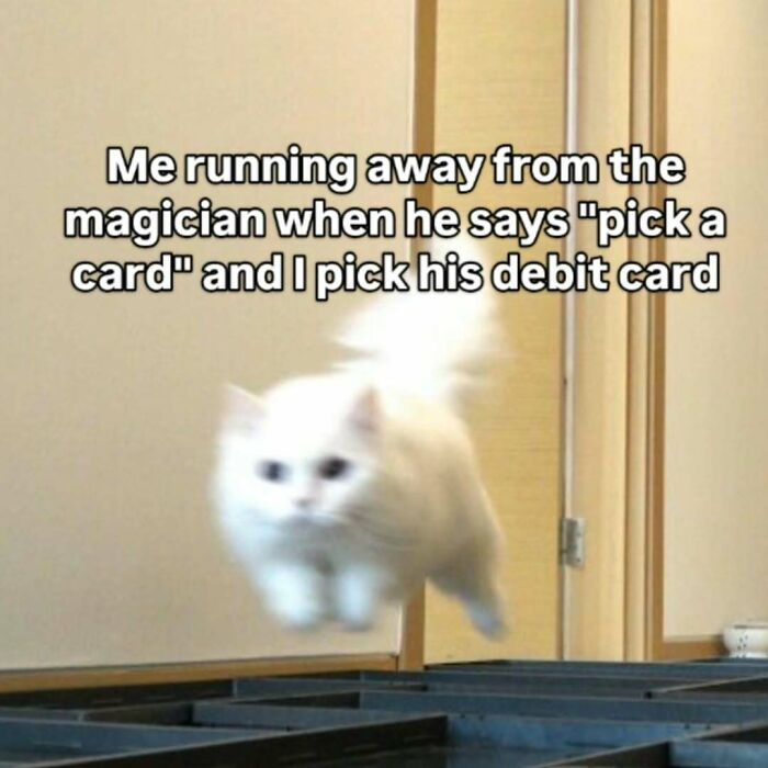 These 77 Cat Memes Are Basically Your New Happy Place