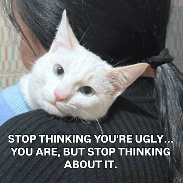 These 77 Cat Memes Are Basically Your New Happy Place