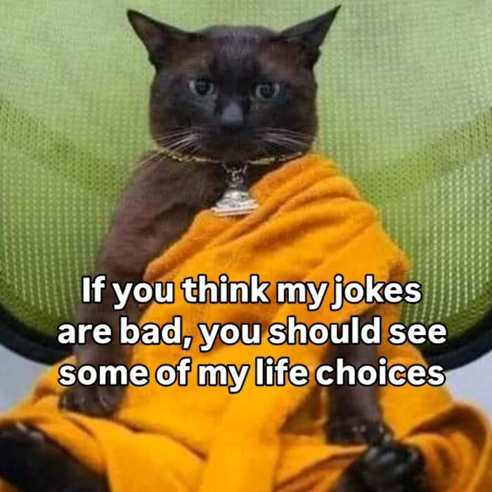These 77 Cat Memes Are Basically Your New Happy Place