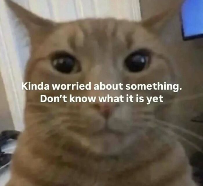 These 77 Cat Memes Are Basically Your New Happy Place