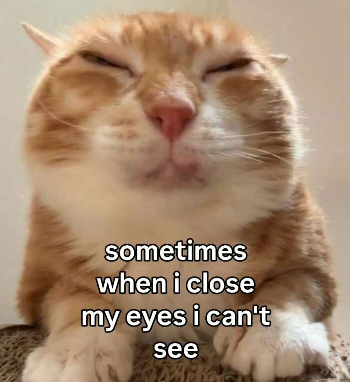 These 77 Cat Memes Are Basically Your New Happy Place