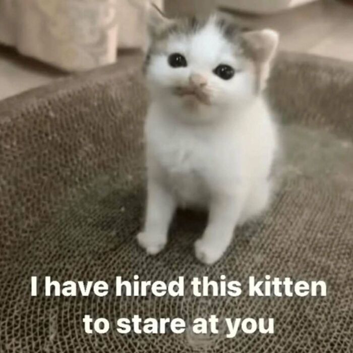 These 77 Cat Memes Are Basically Your New Happy Place