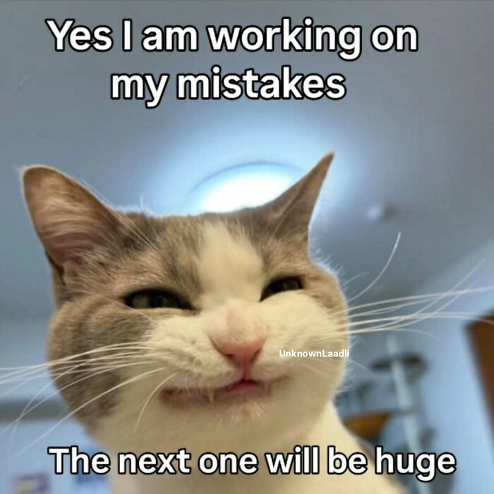 These 77 Cat Memes Are Basically Your New Happy Place