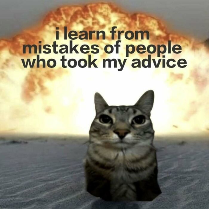 These 77 Cat Memes Are Basically Your New Happy Place
