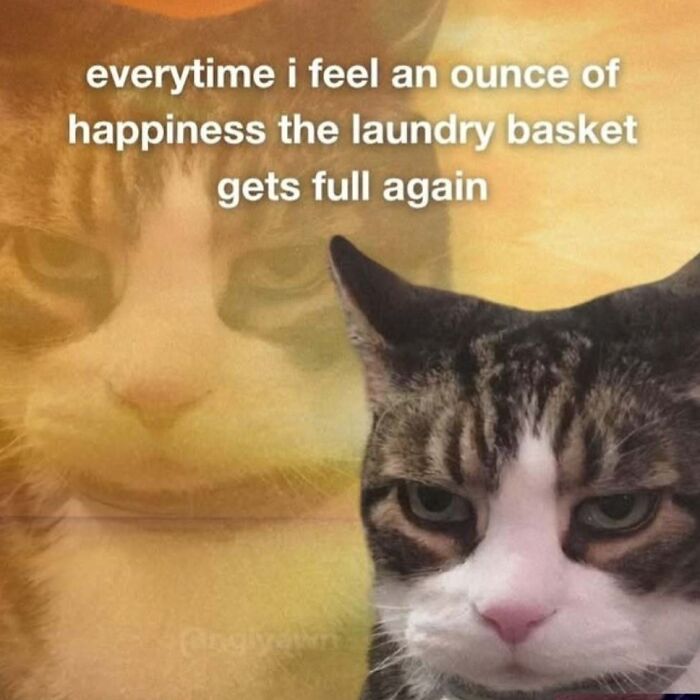 These 77 Cat Memes Are Basically Your New Happy Place