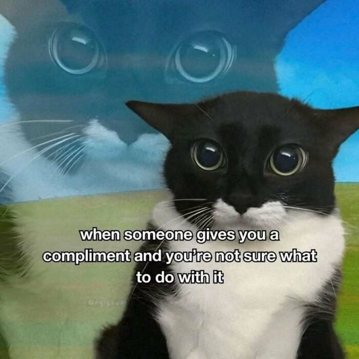 These 77 Cat Memes Are Basically Your New Happy Place