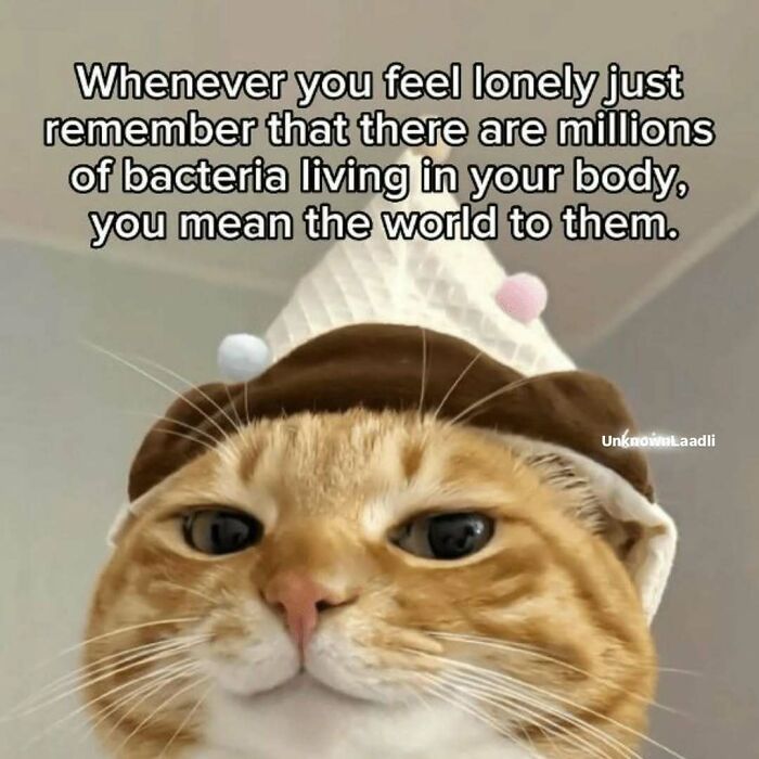 These 77 Cat Memes Are Basically Your New Happy Place