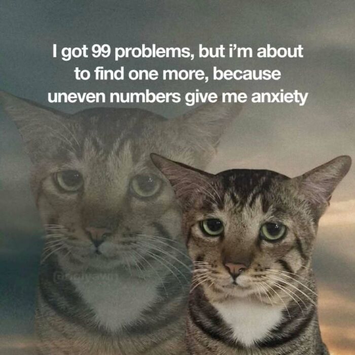 These 77 Cat Memes Are Basically Your New Happy Place