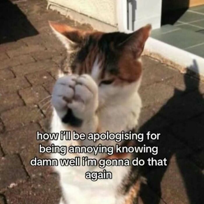 These 77 Cat Memes Are Basically Your New Happy Place