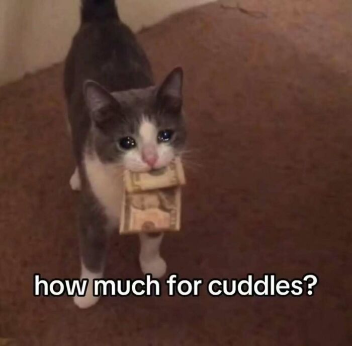 These 77 Cat Memes Are Basically Your New Happy Place