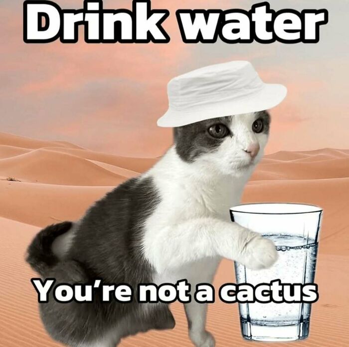 These 77 Cat Memes Are Basically Your New Happy Place