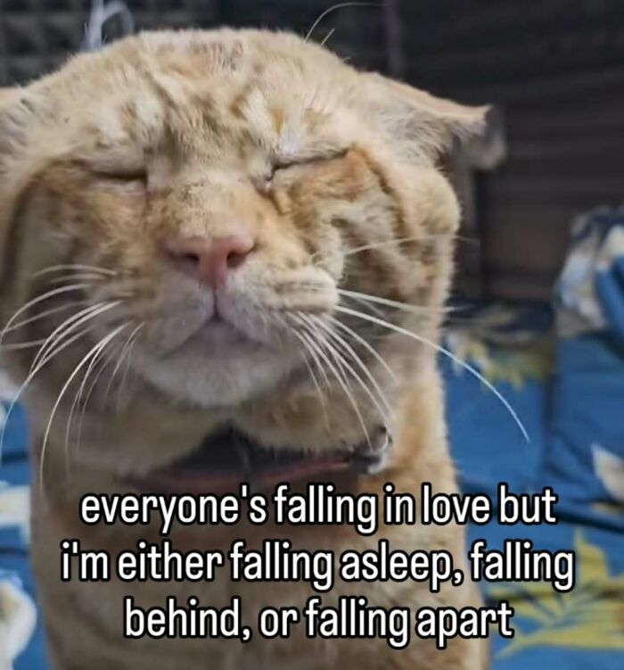 These 77 Cat Memes Are Basically Your New Happy Place