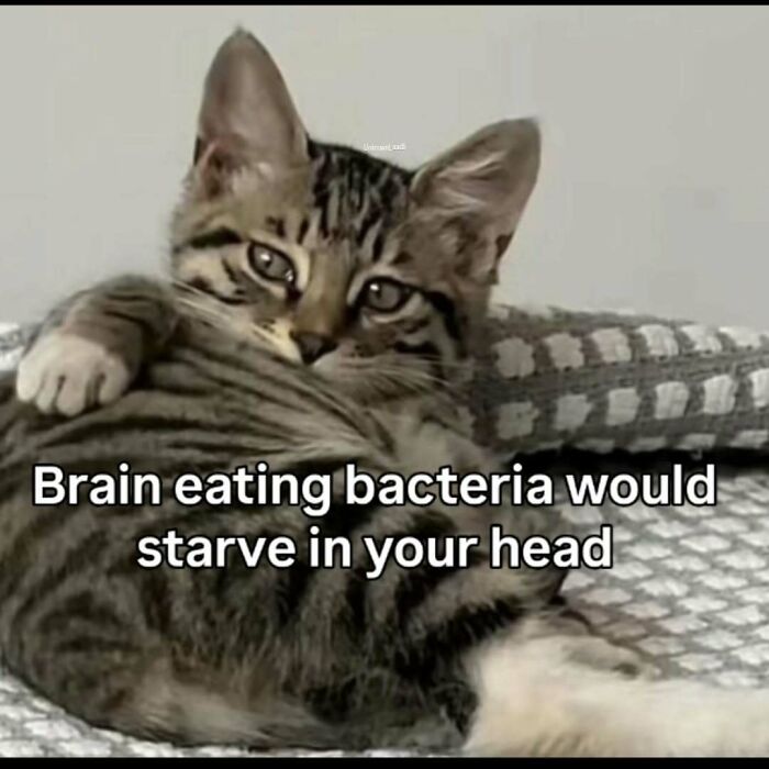 These 77 Cat Memes Are Basically Your New Happy Place