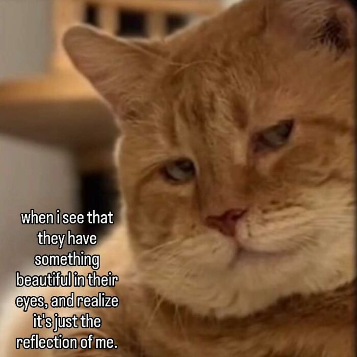 These 77 Cat Memes Are Basically Your New Happy Place