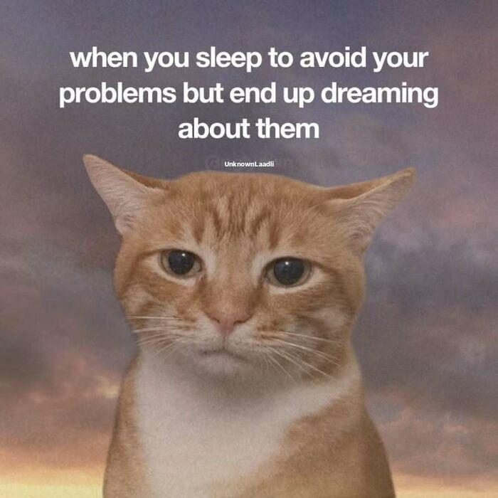 These 77 Cat Memes Are Basically Your New Happy Place