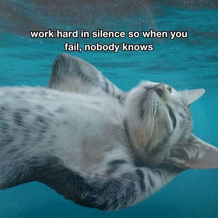 These 77 Cat Memes Are Basically Your New Happy Place