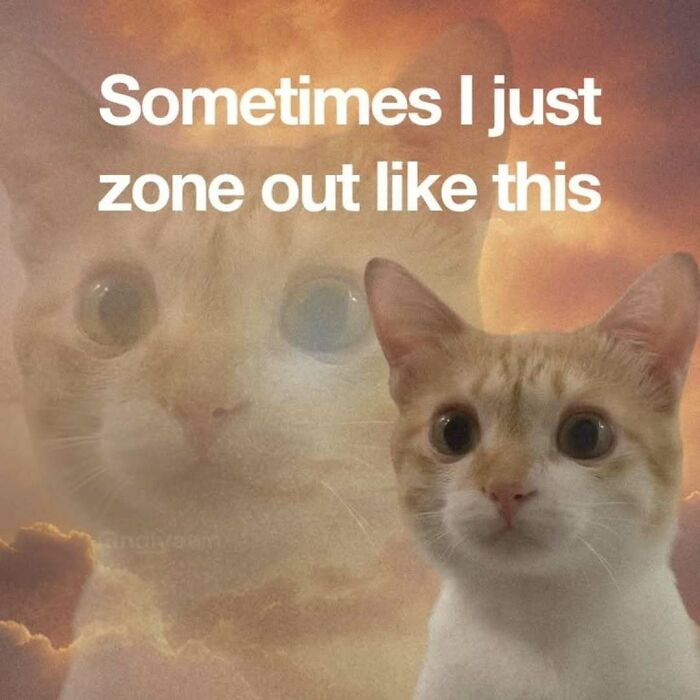 These 77 Cat Memes Are Basically Your New Happy Place