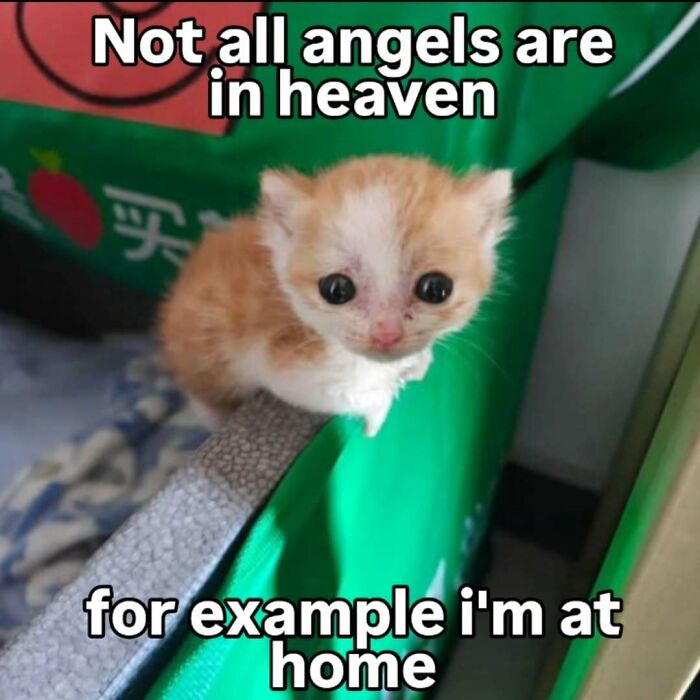 These 77 Cat Memes Are Basically Your New Happy Place