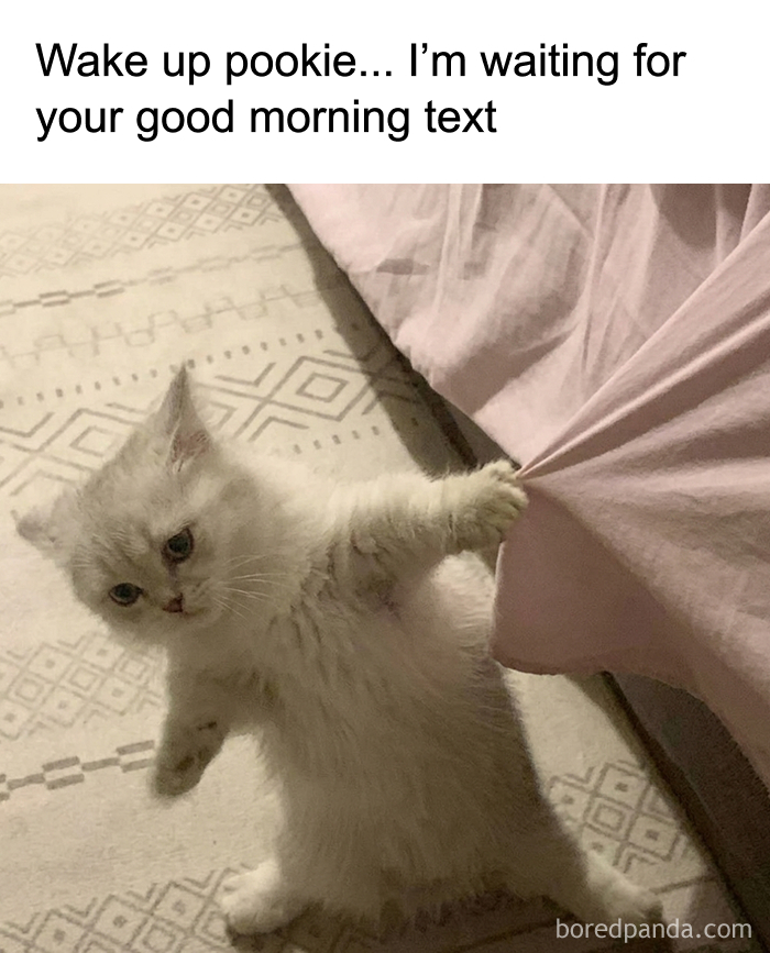 These 77 Cat Memes Are Basically Your New Happy Place