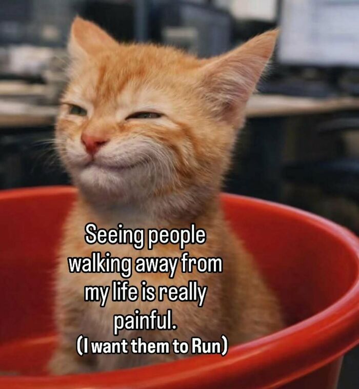These 77 Cat Memes Are Basically Your New Happy Place